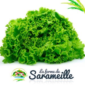 Salades Producteur | La ferme de Sarameille Peaugres, Davézieux, Annonay Ardèche Rhône-Alpes