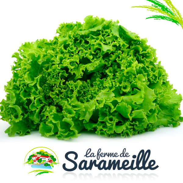 Salades Producteur | La ferme de Sarameille Peaugres, Davézieux, Annonay Ardèche Rhône-Alpes